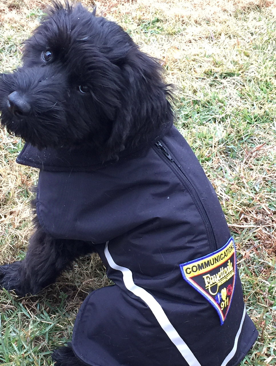 Therapy Dog photo